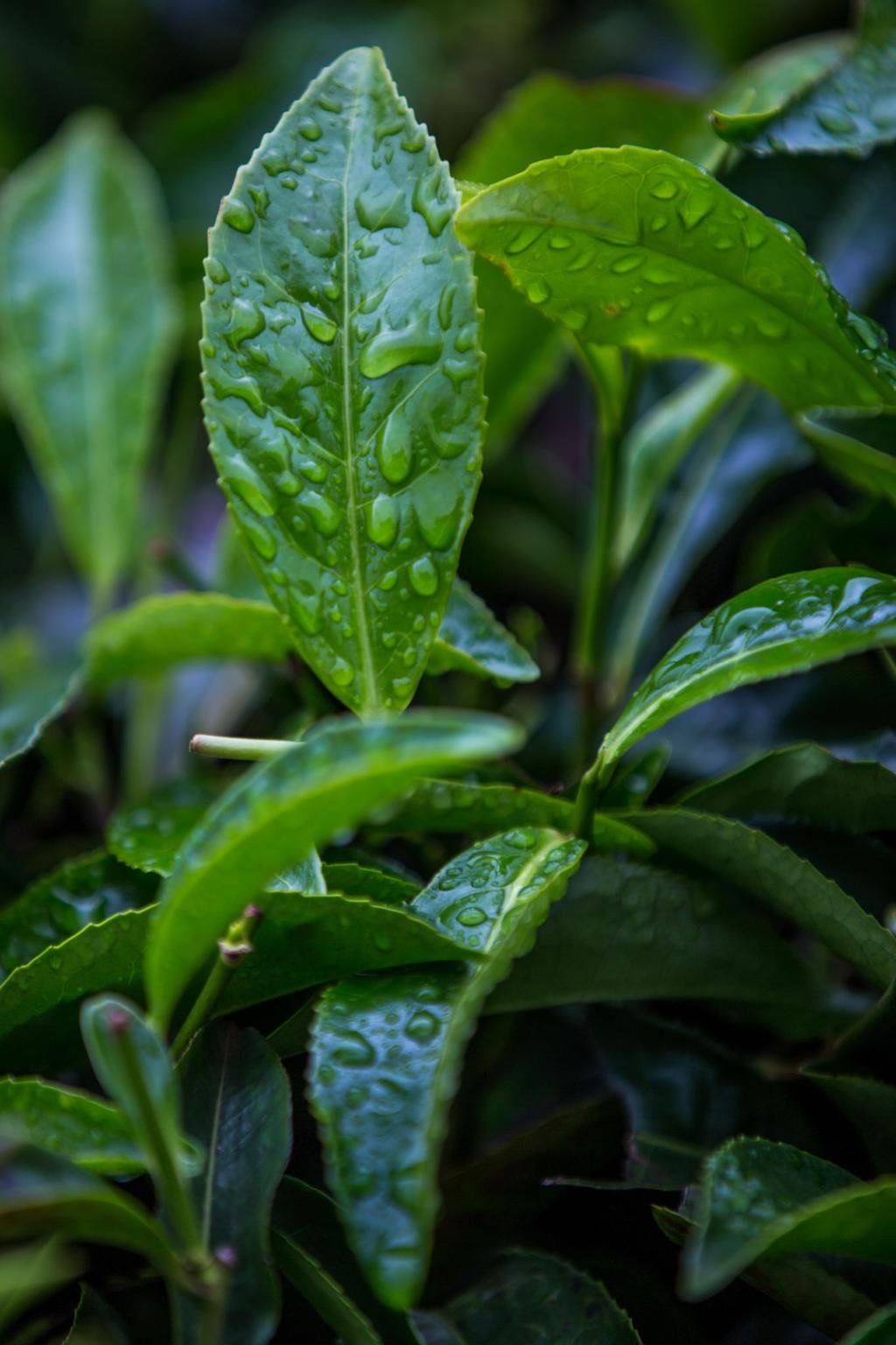 Kenyan Tea Estate